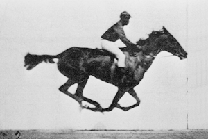 Animated sequence of a race horse galloping. Muybridge Animated sequence of a race horse galloping. Muybridge