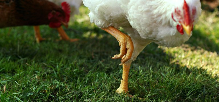 gallina_940