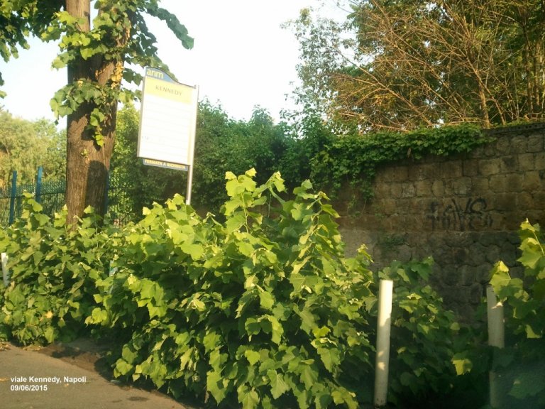 Fermata dell'autobus a viale Kennedy invasa dai cespugli Fermata dell'autobus a viale Kennedy invasa dai cespugli