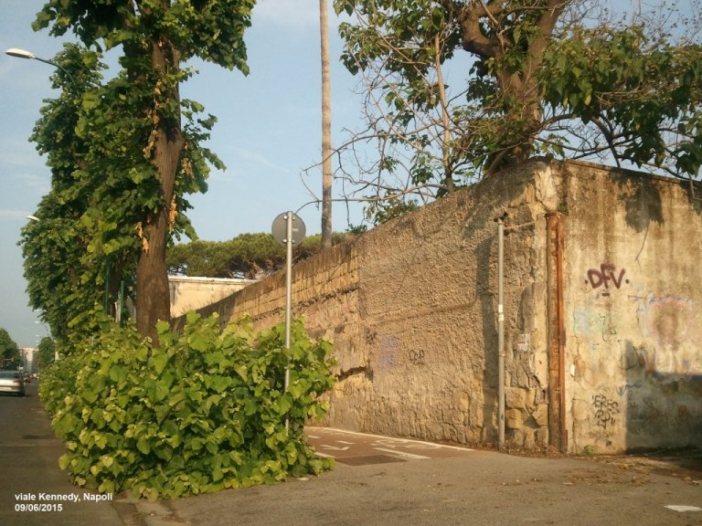 Napoli, l'assenza di manutenzione ed il verde invade la pista ciclabile a viale Kennedy Napoli, l'assenza di manutenzione ed il verde invade la pista ciclabile a viale Kennedy