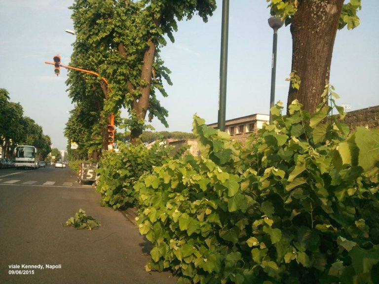 Napoli, l'amore per il verde o assenza di manutenzione? Napoli, l'amore per il verde o assenza di manutenzione?